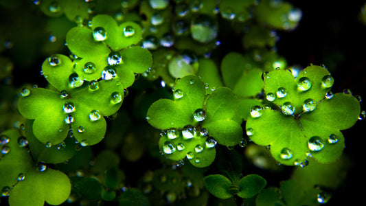 St. Patty's Sale...